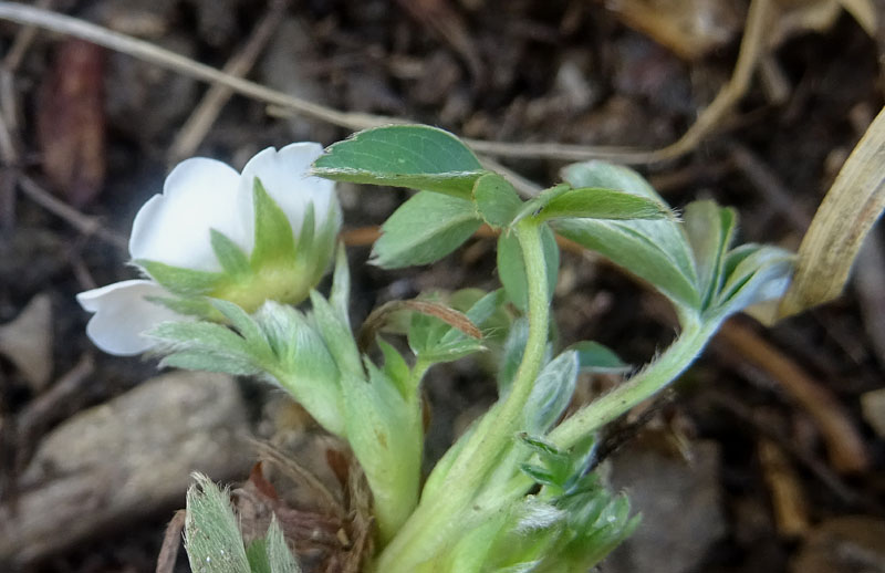 Potentilla alba - Rosaceae